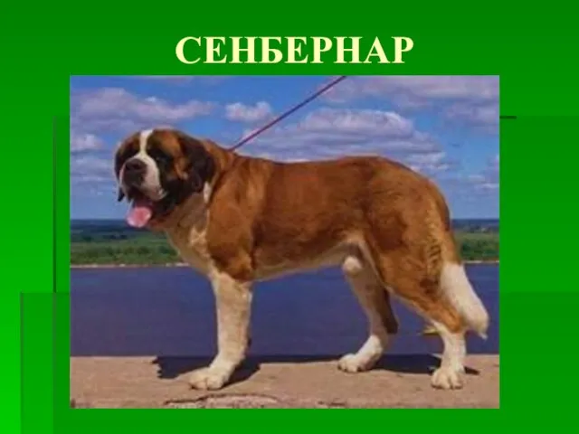 СЕНБЕРНАР