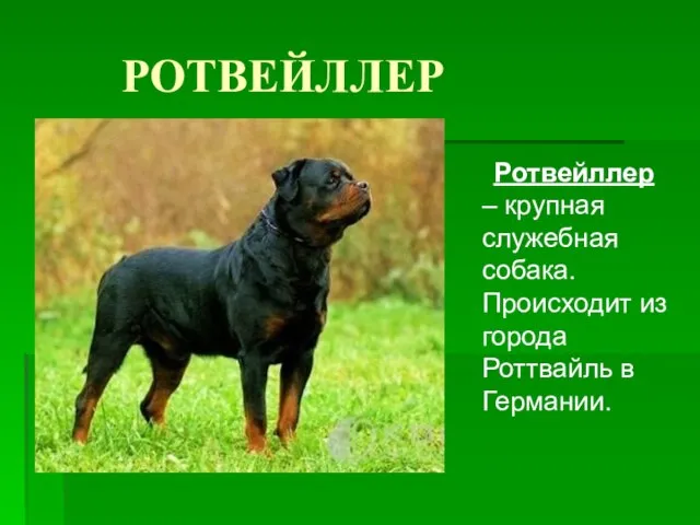 РОТВЕЙЛЛЕР Ротвейллер – крупная служебная собака. Происходит из города Роттвайль в Германии.