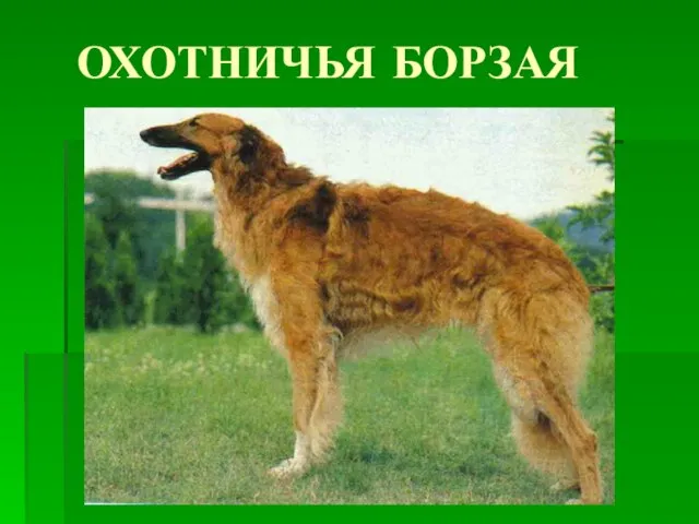 ОХОТНИЧЬЯ БОРЗАЯ