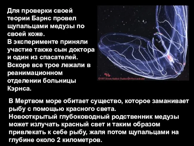 Для проверки своей теории Барнс провел щупальцами медузы по своей коже. В