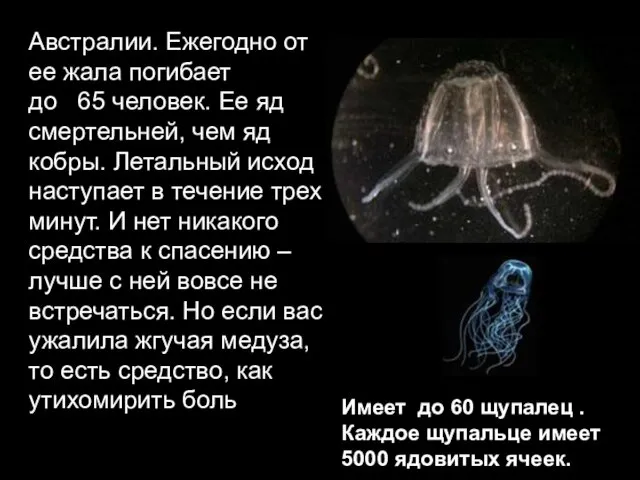 Австралии. Ежегодно от ее жала погибает до 65 человек. Ее яд смертельней,