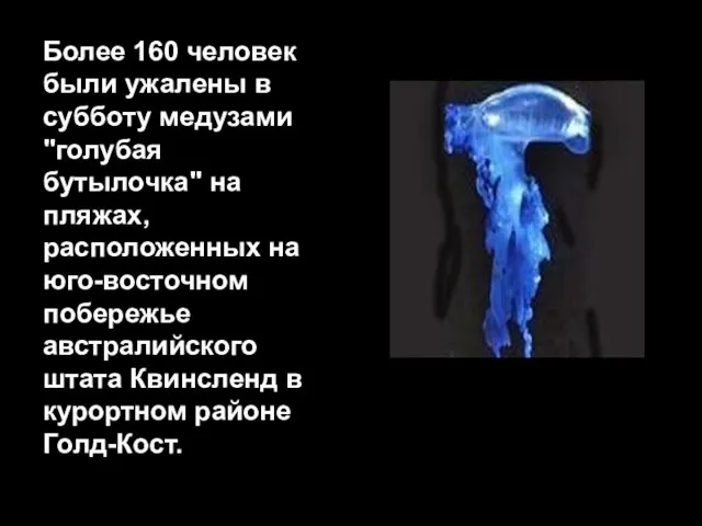 Более 160 человек были ужалены в субботу медузами "голубая бутылочка" на пляжах,
