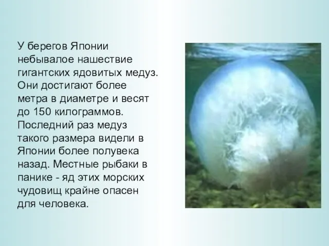 У берегов Японии небывалое нашествие гигантских ядовитых медуз. Они достигают более метра
