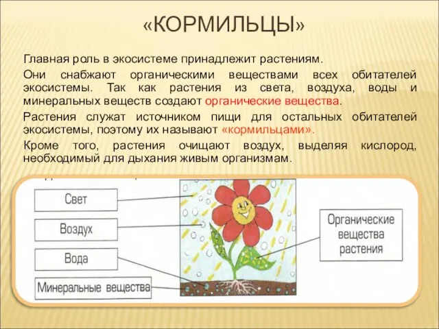 «КОРМИЛЬЦЫ» Главная роль в экосистеме принадлежит растениям. Они снабжают органическими веществами всех