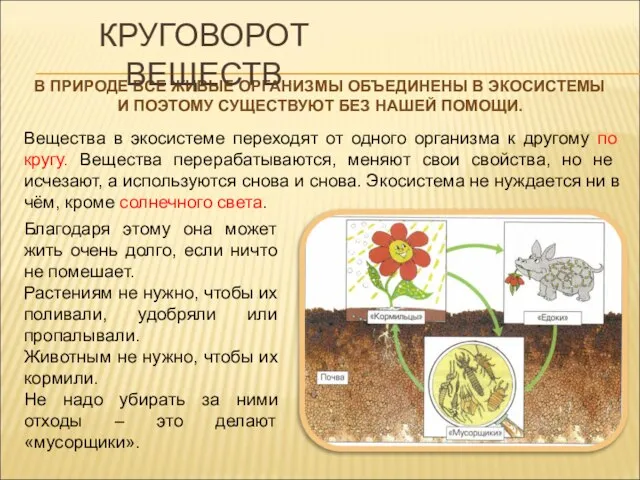 Вещества в экосистеме переходят от одного организма к другому по кругу. Вещества