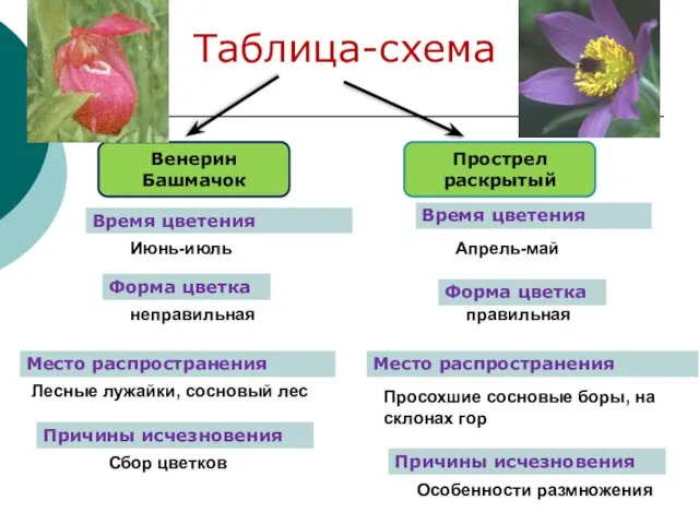 Таблица-схема Венерин Башмачок Прострел раскрытый Июнь-июль Апрель-май неправильная правильная Лесные лужайки, сосновый