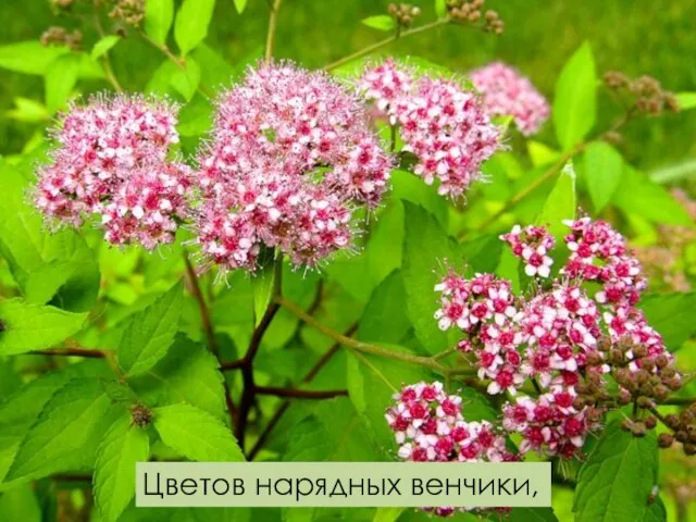 Цветов нарядных венчики,