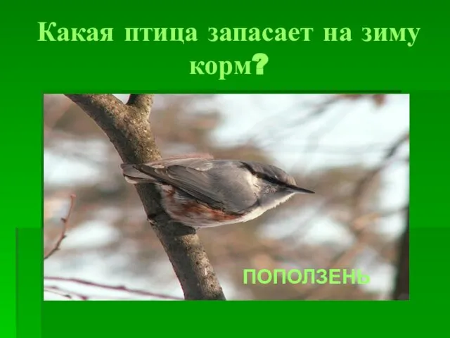 Какая птица запасает на зиму корм? ПОПОЛЗЕНЬ