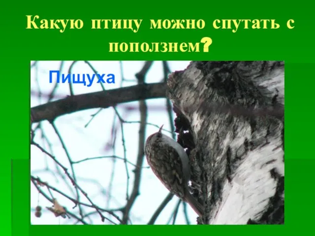 Какую птицу можно спутать с поползнем? Пищуха