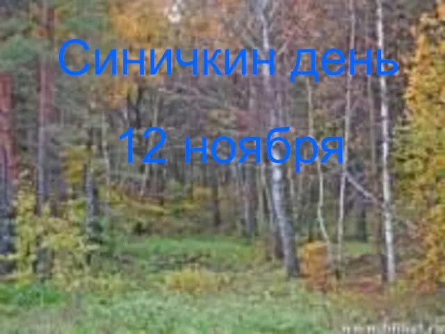 Синичкин день 12 ноября