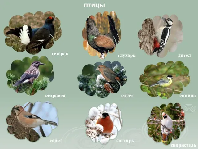 птицы тетерев глухарь дятел кедровка клёст синица сойка снегирь свиристель