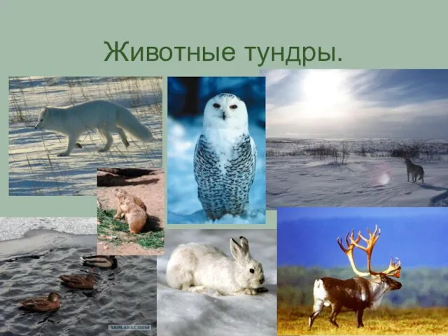 Животные тундры.