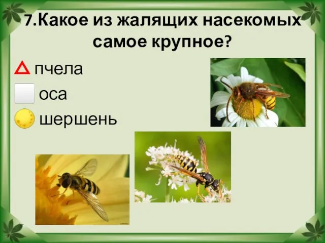 7.Какое из жалящих насекомых самое крупное? △ пчела ⬜ оса ? шершень