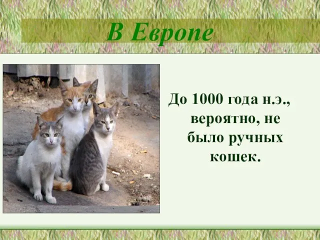 В Европе До 1000 года н.э., вероятно, не было ручных кошек.