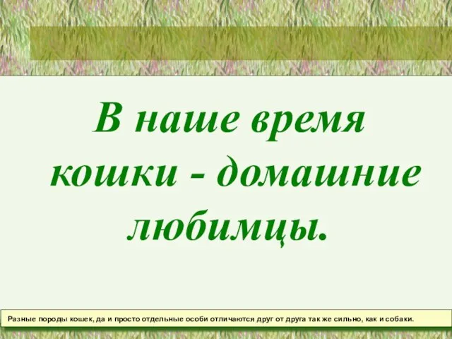 В наше время кошки - домашние любимцы. Разные породы кошек, да и