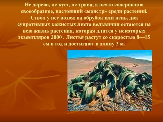 Не дерево, не куст, не трава, а нечто совершенно своеобразное, настоящий «монстр»