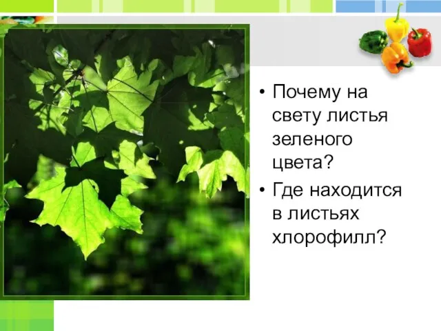 Почему на свету листья зеленого цвета? Где находится в листьях хлорофилл?