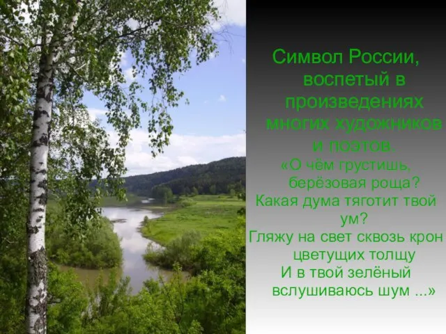 Символ России, воспетый в произведениях многих художников и поэтов. «О чём грустишь,берёзовая