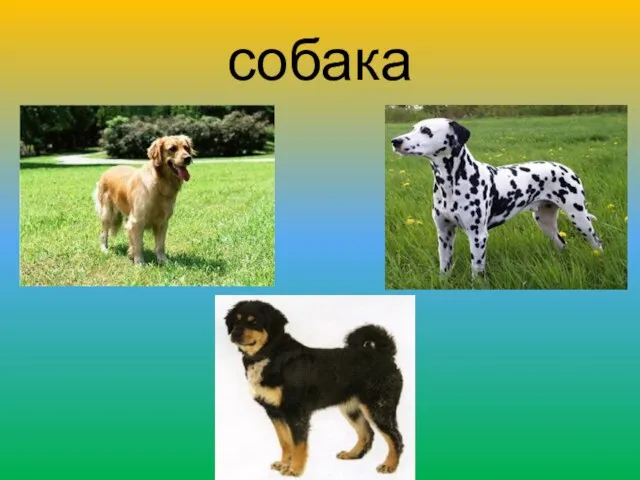 собака