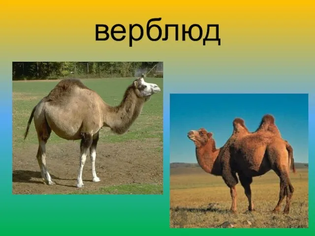 верблюд