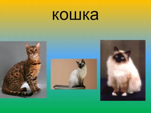 кошка