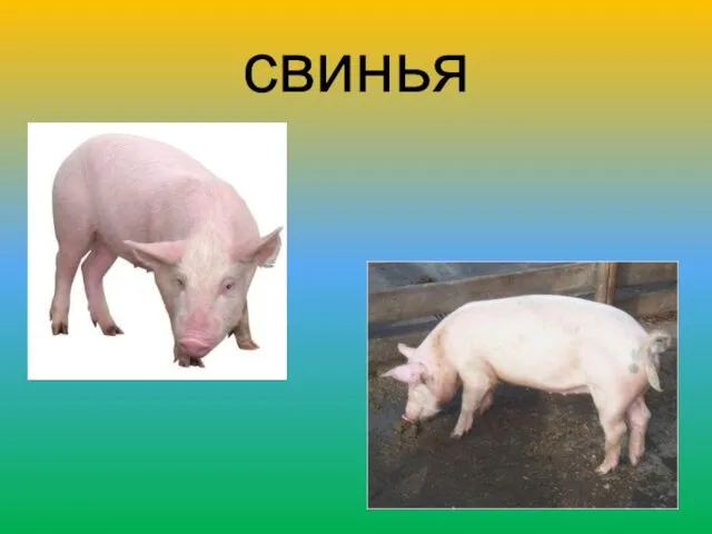 свинья