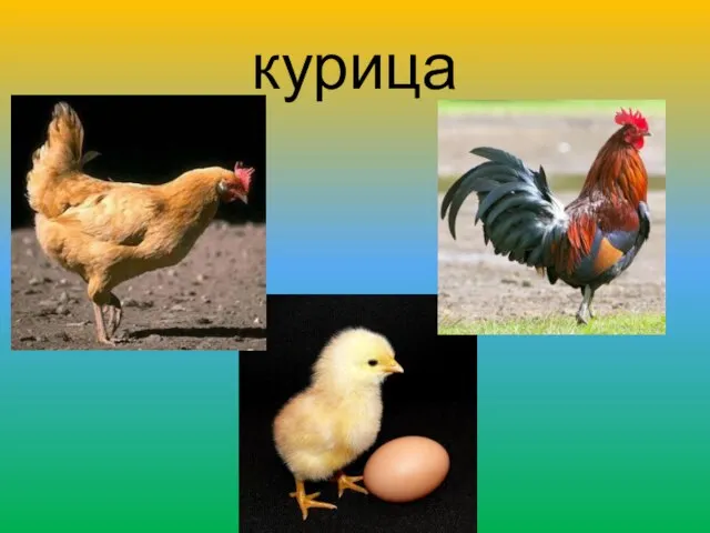 курица