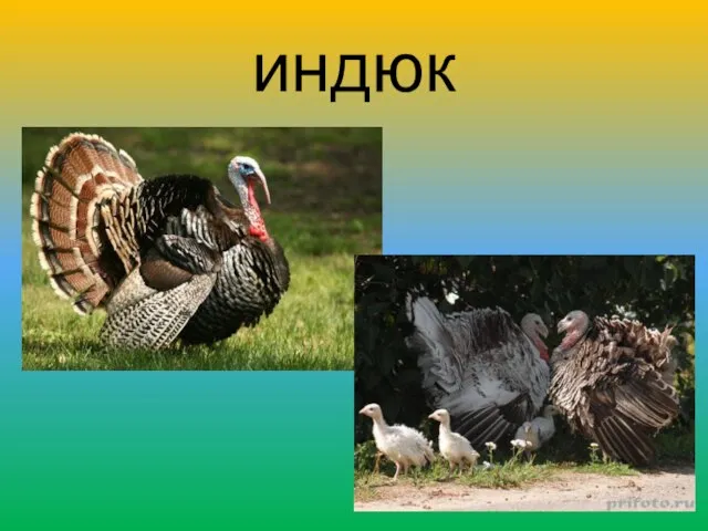 индюк