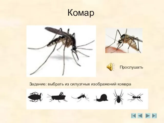 Комар Прослушать Задание: выбрать из силуэтных изображений комара