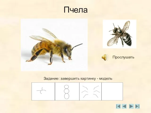 Пчела Прослушать Задание: завершить картинку - модель