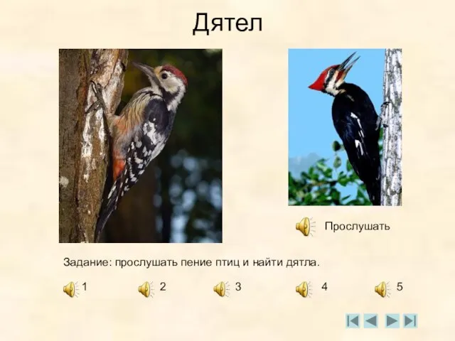 Дятел Прослушать Задание: прослушать пение птиц и найти дятла. 1 2 3 4 5