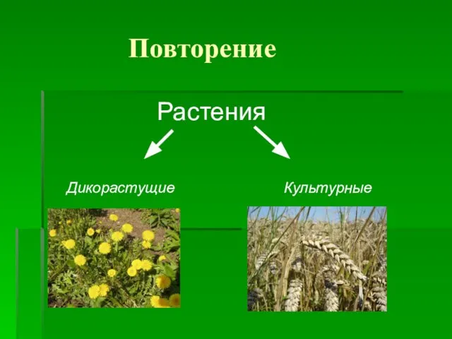 Повторение Растения Дикорастущие Культурные