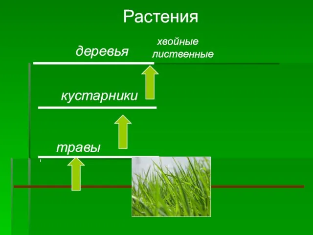 Растения травы кустарники деревья хвойные лиственные