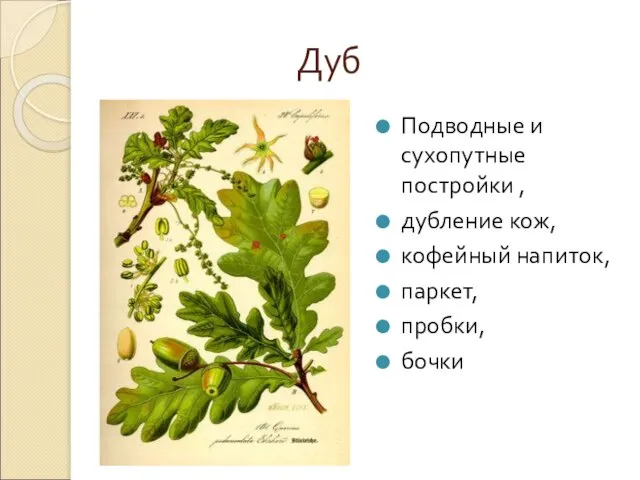 Дуб Подводные и сухопутные постройки , дубление кож, кофейный напиток, паркет, пробки, бочки