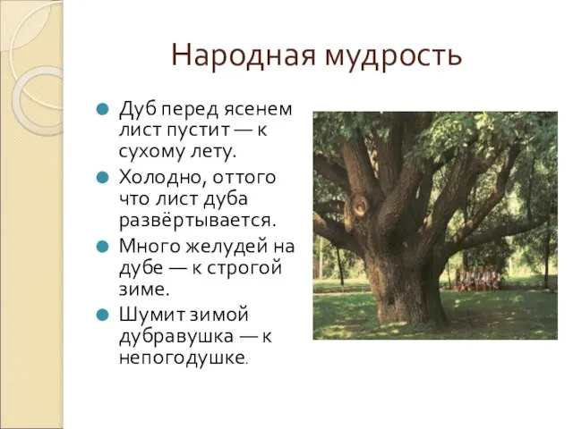 Народная мудрость Дуб перед ясенем лист пустит — к сухому лету. Холодно,