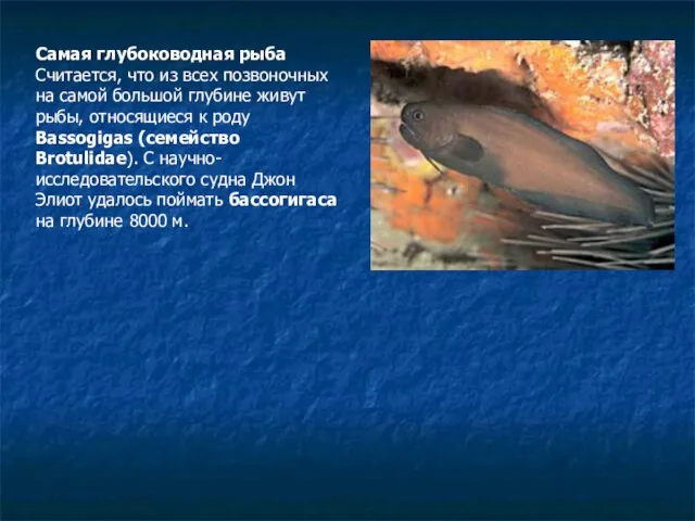 Самая глубоководная рыба Считается, что из всех позвоночных на самой большой глубине