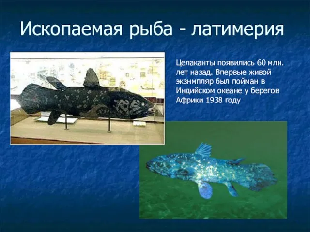 Ископаемая рыба - латимерия Целаканты появились 60 млн. лет назад. Впервые живой