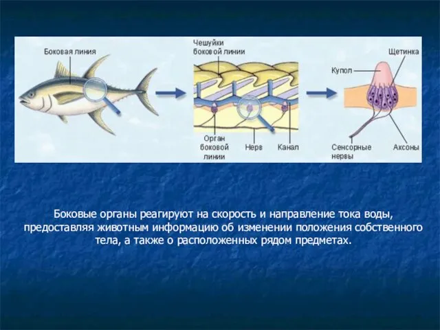 Боковые органы реагируют на скорость и направление тока воды, предоставляя животным информацию