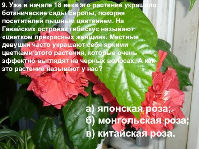 9. Уже в начале 18 века это растение украшало ботанические сады Европы,