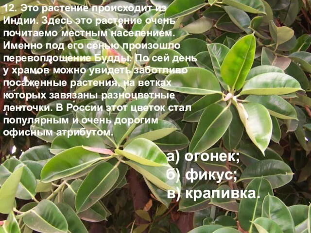 12. Это растение происходит из Индии. Здесь это растение очень почитаемо местным