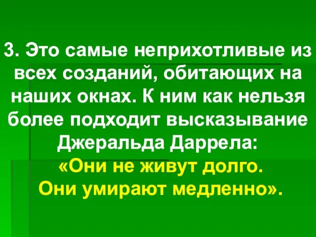 3. Это самые неприхотливые из всех созданий, обитающих на наших окнах. К