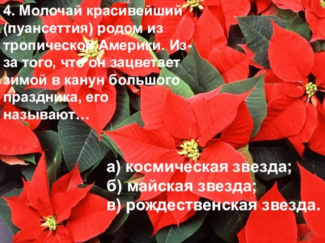 4. Молочай красивейший (пуансеттия) родом из тропической Америки. Из-за того, что он