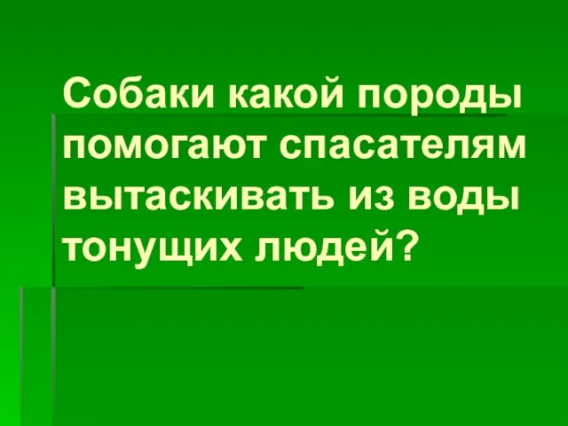 Собаки какой породы помогают спасателям вытаскивать из воды тонущих людей?