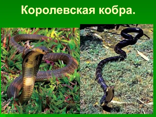 Королевская кобра.