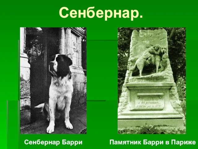 Сенбернар. Сенбернар Барри Памятник Барри в Париже