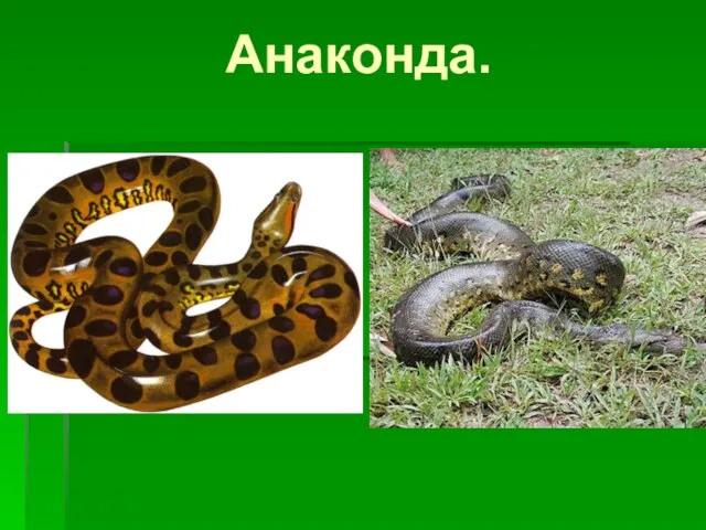 Анаконда.