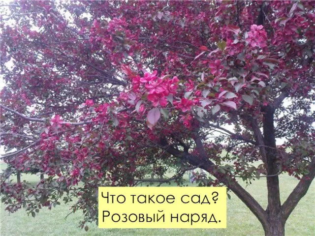 Что такое сад? Розовый наряд.