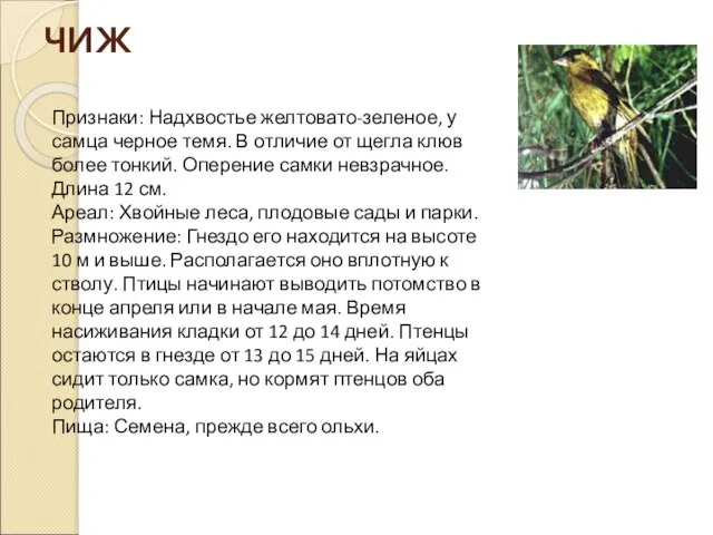 ЧИЖ Признаки: Надхвостье желтовато-зеленое, у самца черное темя. В отличие от щегла