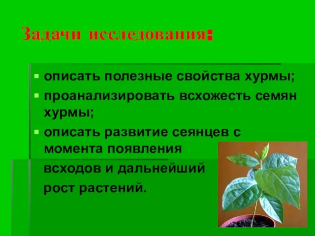 Задачи исследования: описать полезные свойства хурмы; проанализировать всхожесть семян хурмы; описать развитие