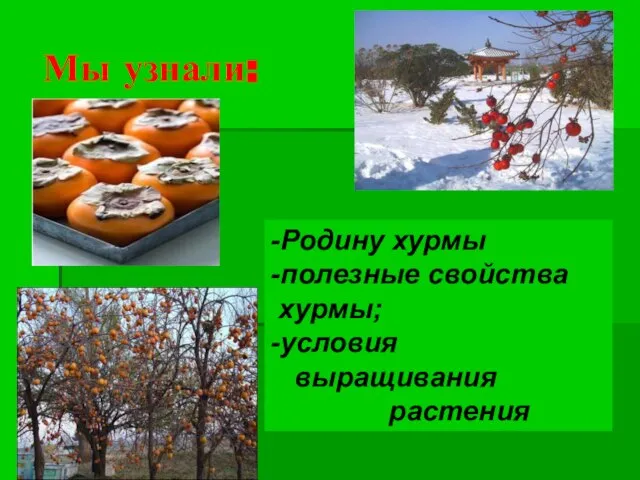 Мы узнали: -Родину хурмы -полезные свойства хурмы; -условия выращивания растения